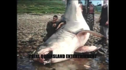 Monster Shark 