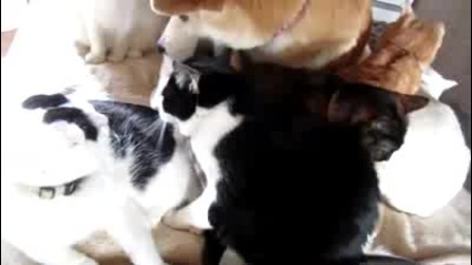 Куче И Банда Котки