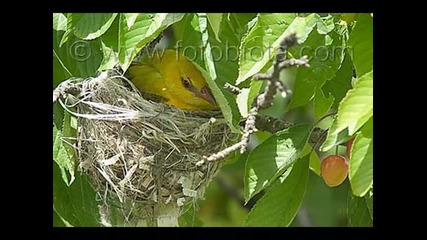 Всичко за Авлигата 