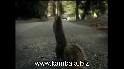 Викът На Животните - Ааааааа