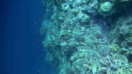 Красотата на кораловия риф *високо качество* 