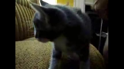 Нашествие От Котенца