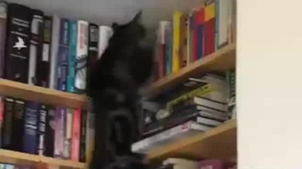 Смешни Котки