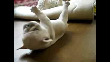Сладък bulldog