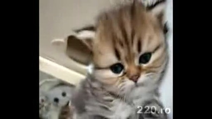 Котенце :* 