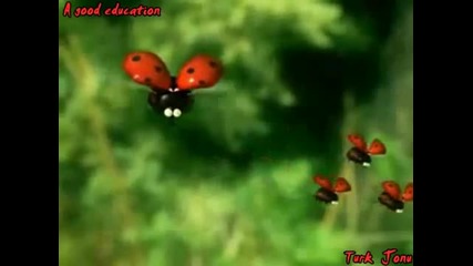 Малките насекоми ( анимация )