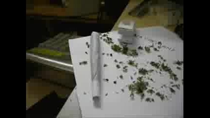 Gif 4chan collection