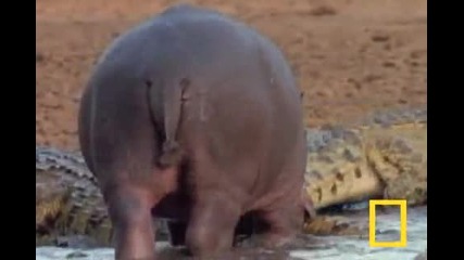 Хипопотам хапе крокодил 