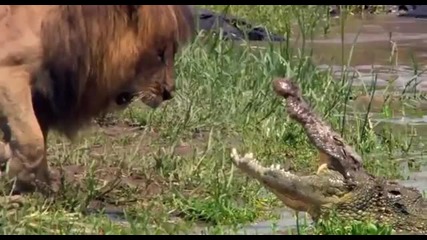 Лъв срещу крокодил