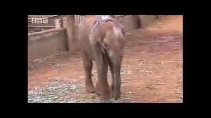 Какви методи използват бракониерите за лов на слонове...