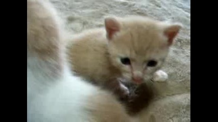 Сладки Малки Котенца