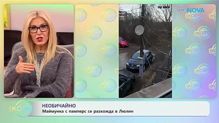 Необичайно: Маймунка с памперс се разхожда в Люлин - „На кафе“ (19.01.2026)