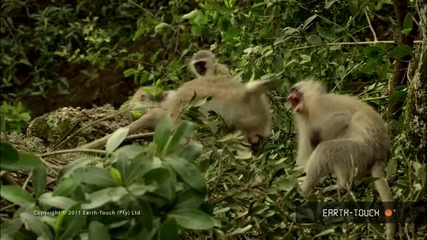 The best of vervet monkeys