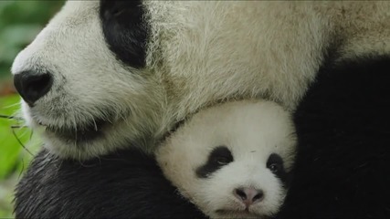 Родени в Китай - официален трейлър (2016) Born in China Official Trailer #1 - Disneynature Movie Hd