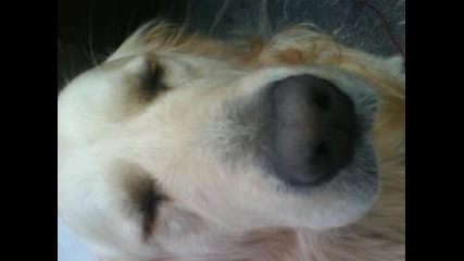 Darvin