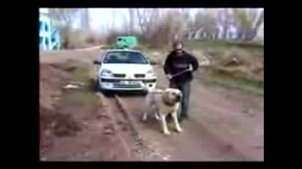 Огромен Кангал Дърпва Колата.3gp