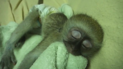 Бебе маймунче заспива след кратко лудуване
