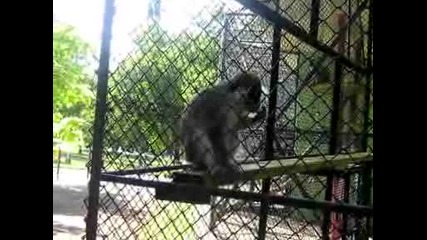 Крадлива маймунка от Ловеч
