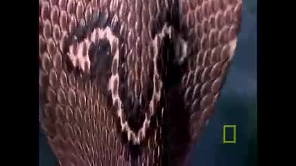 National Geographic Wild - Кобра срещу Гущер