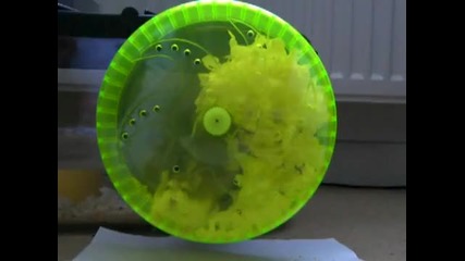 Hamster Wheel