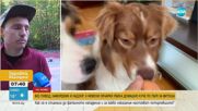Без повод и намордник: 8 немски овчарки убиха друго куче в София