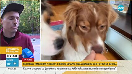 Без повод и намордник: 8 немски овчарки убиха друго куче в София