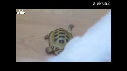 Смях - Костенурка Тероризира Котки! 
