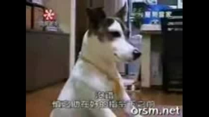 Куче прави нещо до сега 