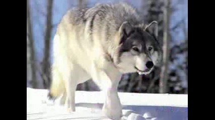 Nightwish - 7 Days to the Wolves
