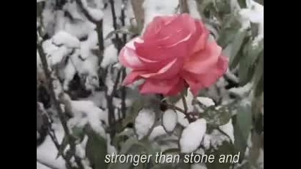 Ernesto Cortazar - Autumn Rose