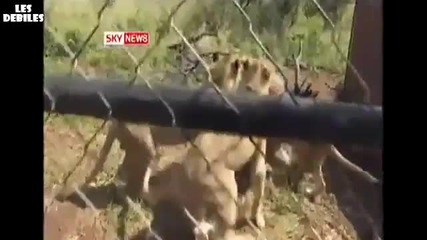 Човек и лъв