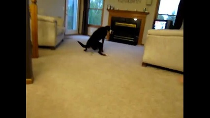 куче реагира странно на вувузела 