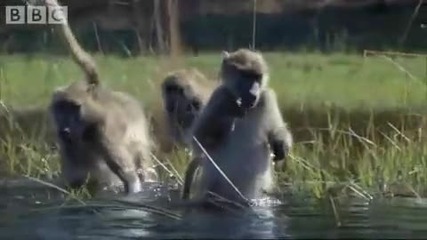 Baboons wading through water 