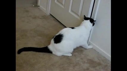 Котка отваря врата сама !!