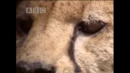Cheetahs and snakes hunt in the African wild - Bbc wildlife