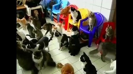 Woman Lives With 130 Cats