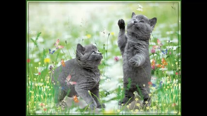 Котенца игриви...