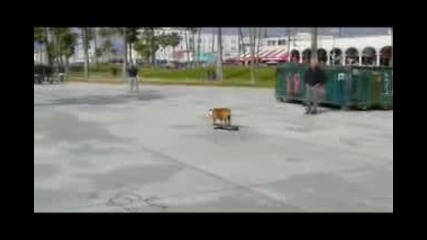 Skateboarding Dog