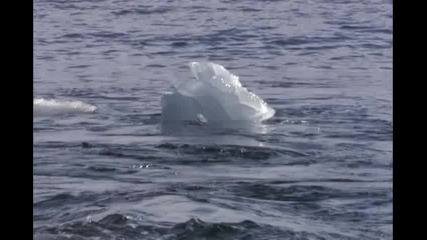 Трудните Условия За Живот В Антарктика - Косатки Срещу Тюлени 