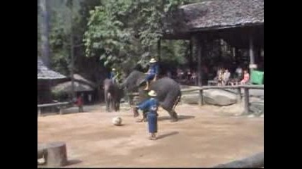 Слонове показват трикове..!