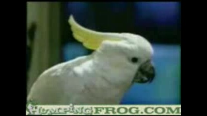 Wassup Parrots