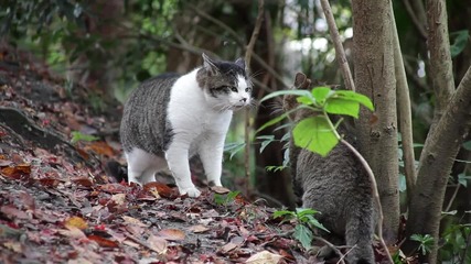 Cat Fight