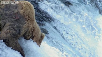 Grizzly Bears Catching Salmon 