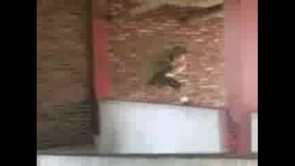 Parkour Mega Video