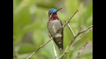 Humming birds