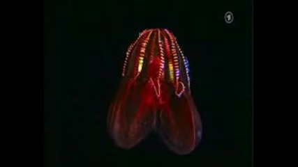 Deep Sea - luminescent animals