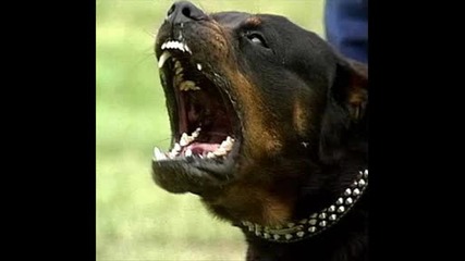 Pitbull0002.wmv