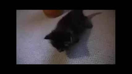 котешки истории