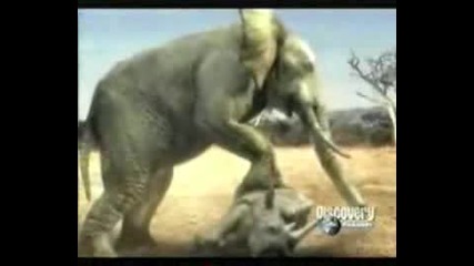 Animal Face-Off: Слон vs Носорог