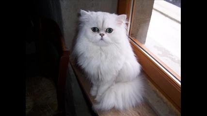 Персийски Котки